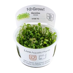 Marsilea minuta 1-2-grow